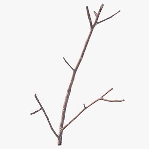 12,255 Thin Twig Images, Stock Photos, 3D objects, & Vectors