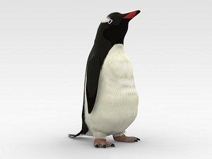 Gentoo  Penguin 3D model