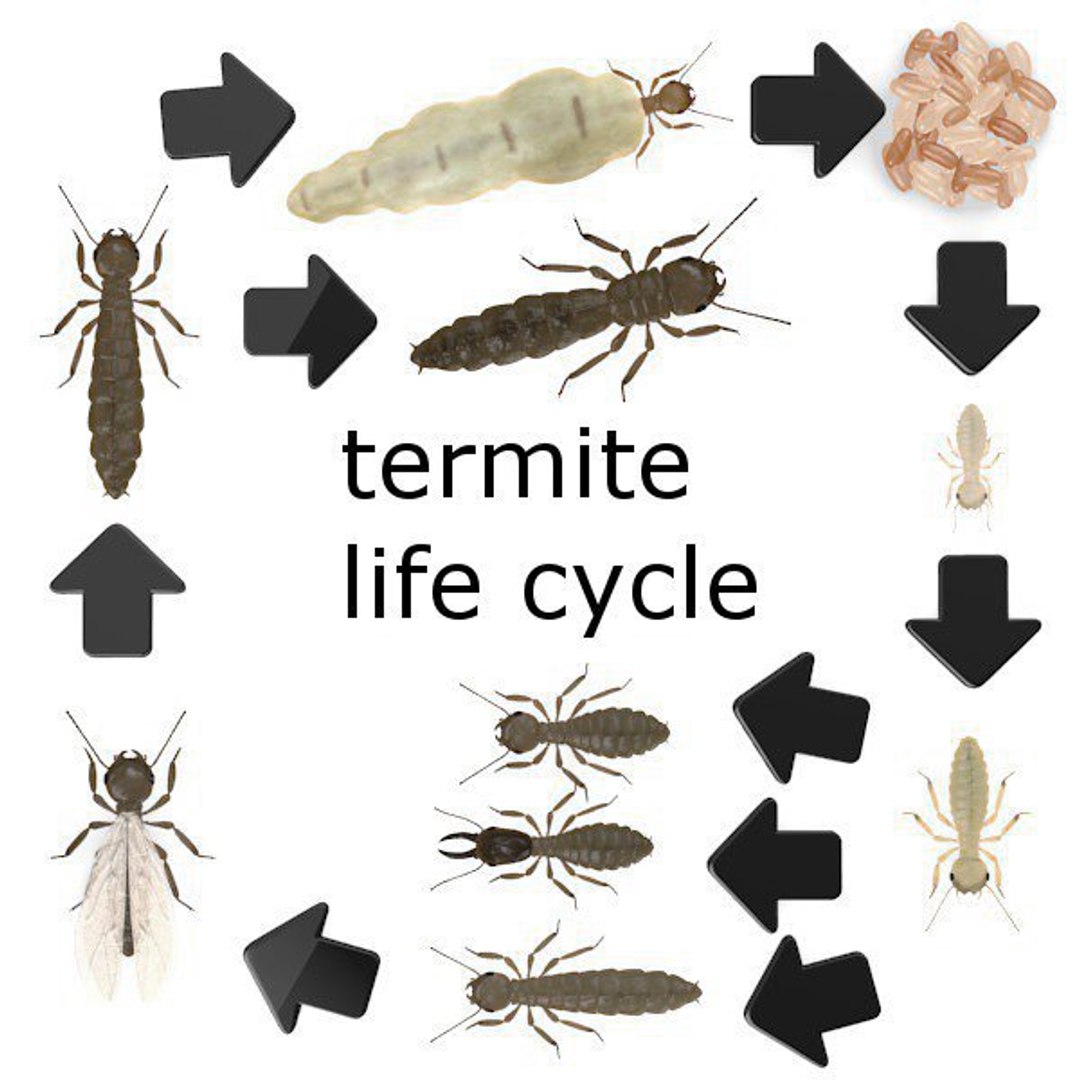 termite life 3d 3ds https://p.turbosquid.com/ts-thumb/mZ/b1wtQj/bux7d8ds/0termites/jpg/1289479974/1920x1080/fit_q87/ef6f1c3da6eb84e8f81b0f01225c0f9c602dde30/0termites.jpg