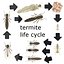 termite life 3d 3ds