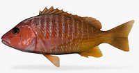 Amarillo Snapper
