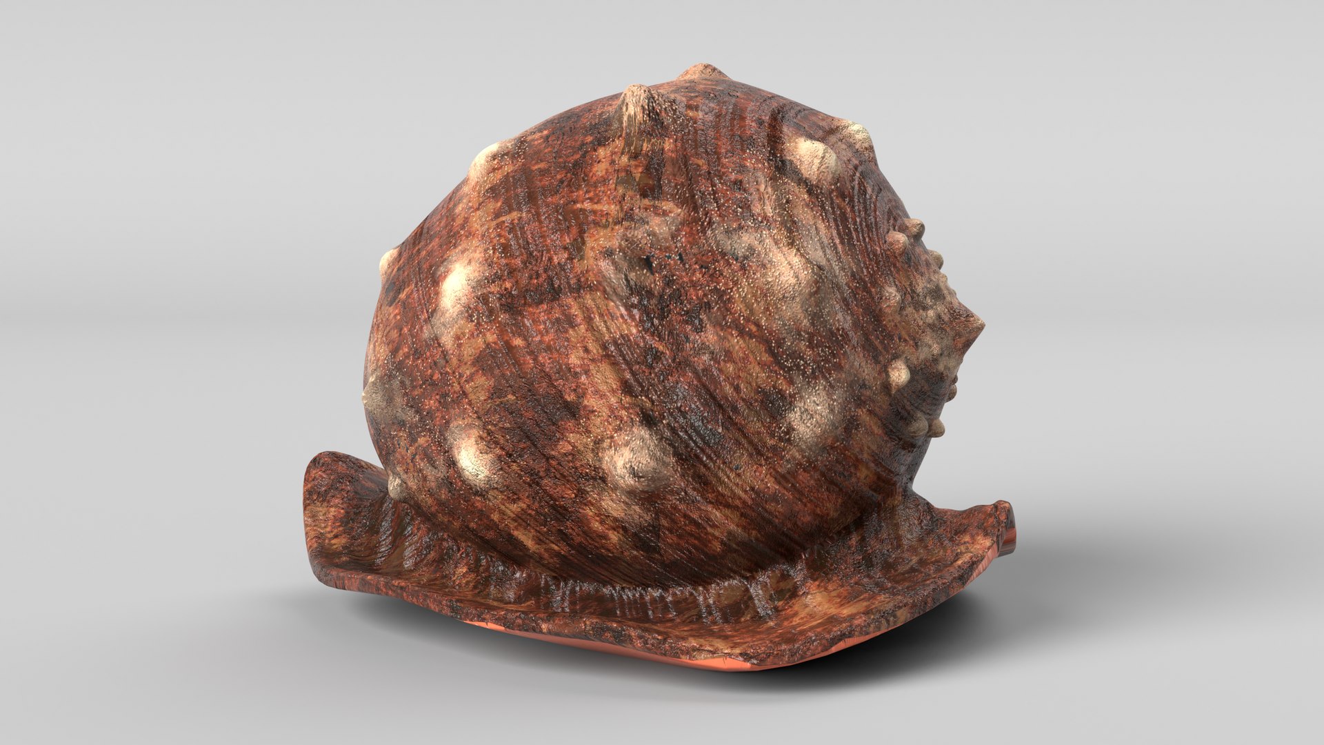 Seashell Shell Sea 3D - TurboSquid 1665773