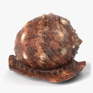 seashell shell sea 3D
