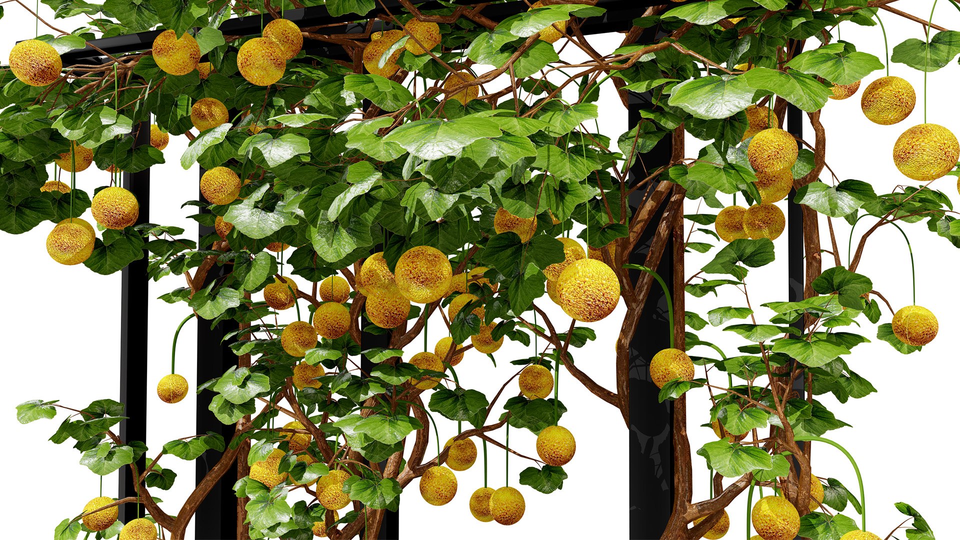 3D Kiwano Horned Melon Plant Set with Trellis https://p.turbosquid.com/ts-thumb/mZ/qso7Dg/P3/1bittergourdkiwanofruitz342l/jpg/1786659169/1920x1080/fit_q87/80bbb5a6930c5f57c821aba0e004ad01b7f34e7c/1bittergourdkiwanofruitz342l.jpg
