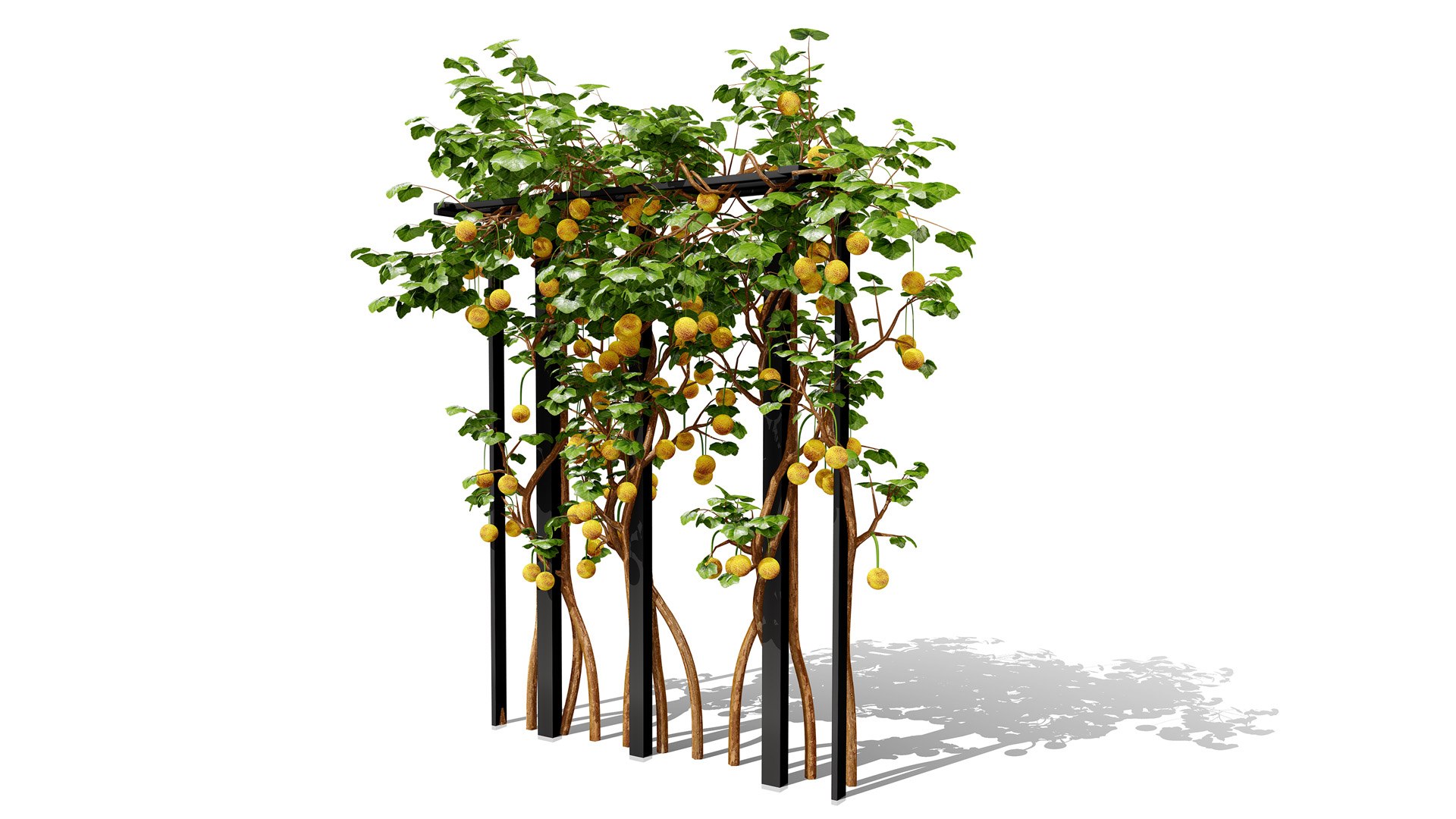 3D Kiwano Horned Melon Plant Set with Trellis https://p.turbosquid.com/ts-thumb/mZ/qso7Dg/it/1bittergourdkiwanofruitz21l/jpg/1786659167/1920x1080/fit_q87/36ae4826bdf67228231c45b3188986494c25d5ca/1bittergourdkiwanofruitz21l.jpg