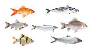 Fish Collection