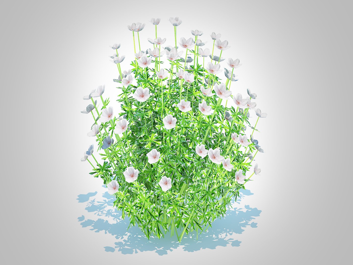 Geranium - white cranesbill 3D https://p.turbosquid.com/ts-thumb/ma/DspM98/A4/3/jpg/1731408228/1920x1080/fit_q87/cf9834bbb90f56c19656e1c01b87bcd6c8be8b0b/3.jpg