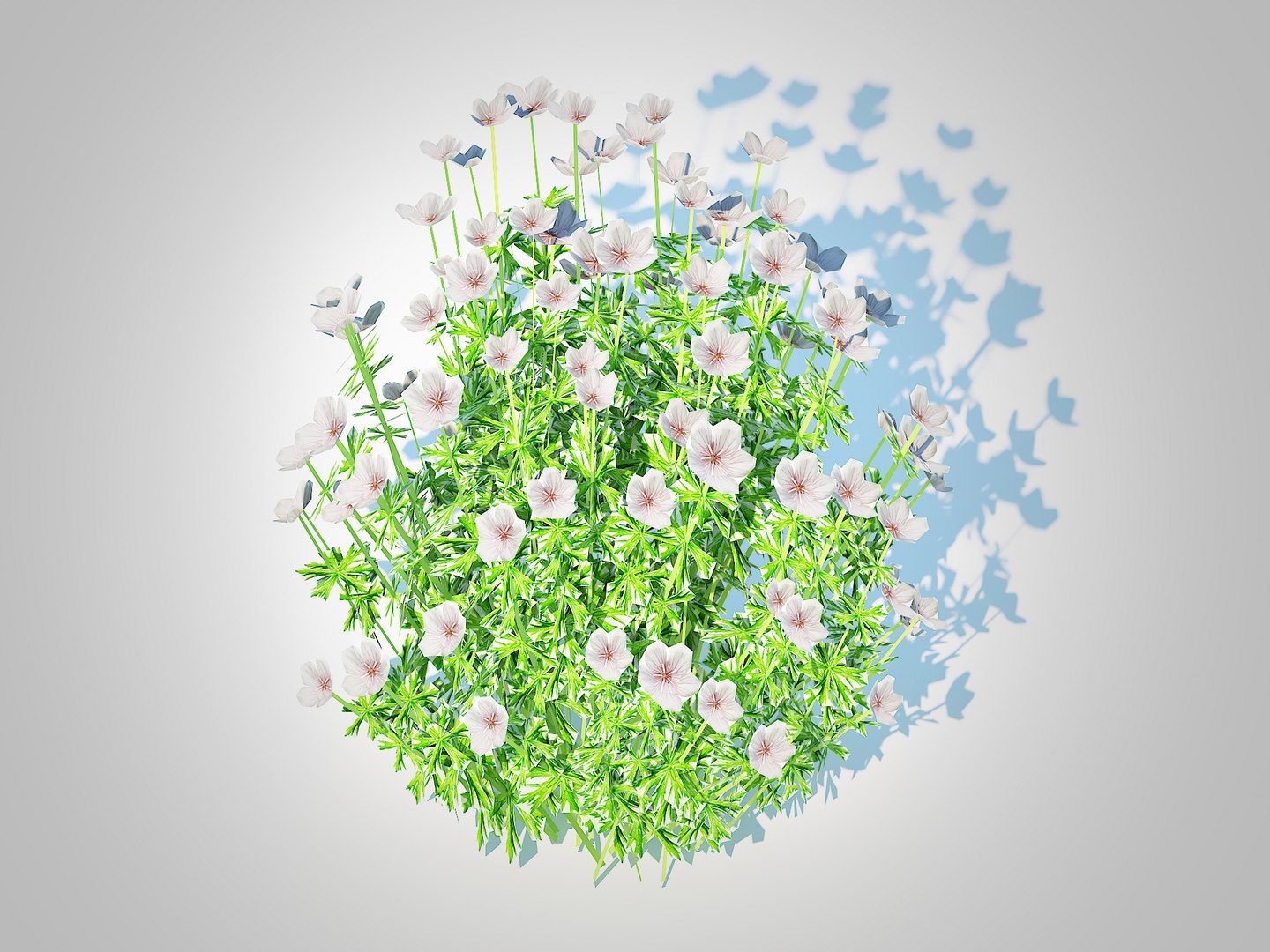 Geranium - white cranesbill 3D https://p.turbosquid.com/ts-thumb/ma/DspM98/Q9/4/jpg/1731408229/1920x1080/fit_q87/ec2aee6ea148300f120fe8531375952b13f55879/4.jpg