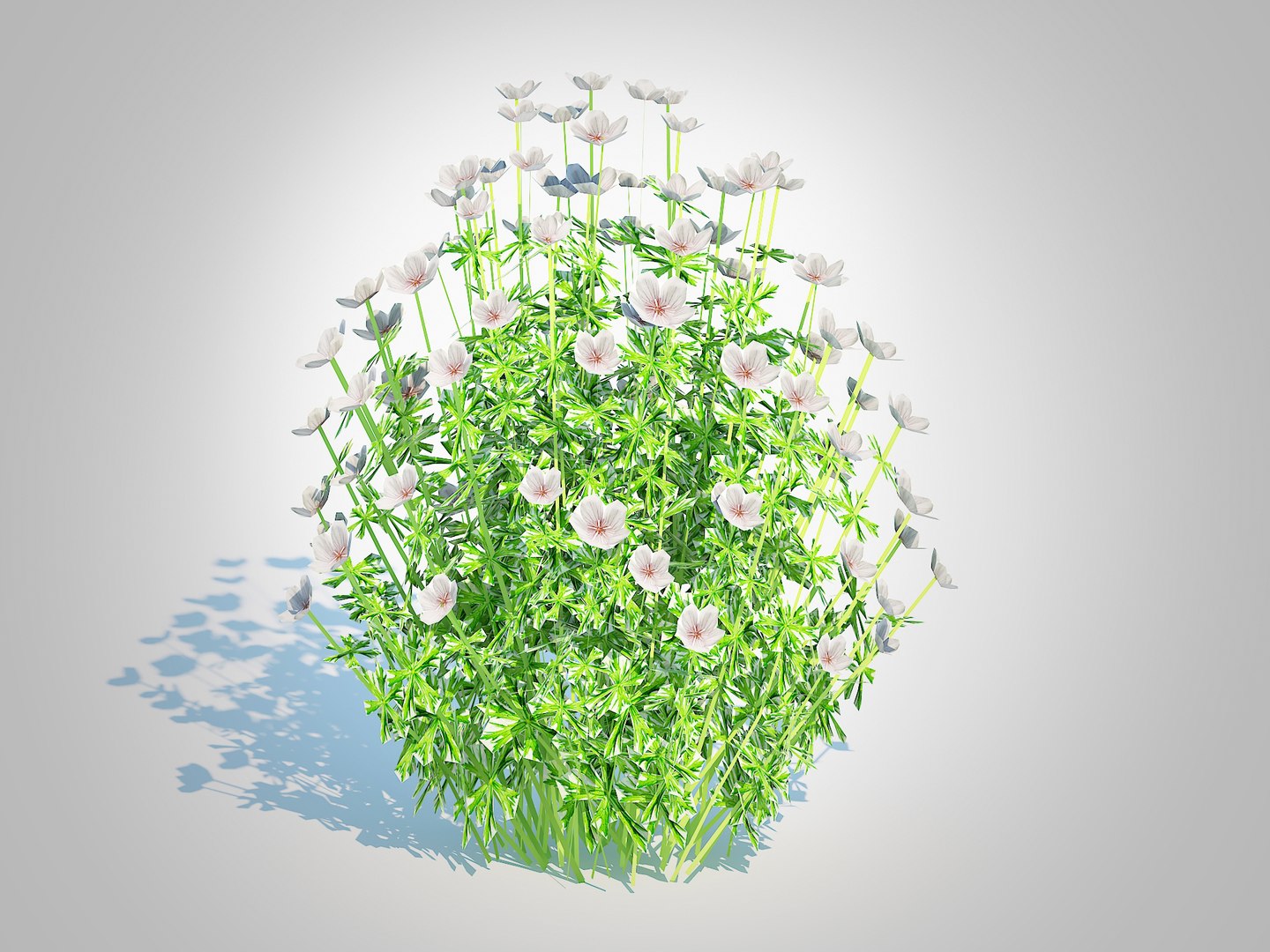 Geranium - white cranesbill 3D https://p.turbosquid.com/ts-thumb/ma/DspM98/Wf/2/jpg/1731408228/1920x1080/fit_q87/69edd3ba525812b17b6ac0f889e9345a146cdc39/2.jpg