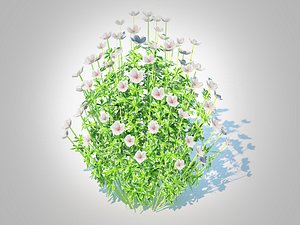 Geranium - white cranesbill 3D