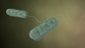 3d model hair flagella