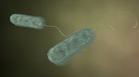 ecoli bacteria
