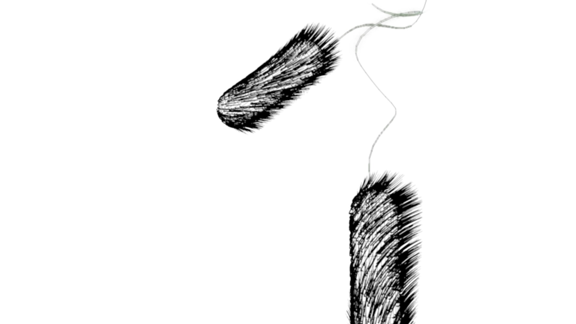 3d model hair flagella https://p.turbosquid.com/ts-thumb/ma/GlkzXJ/aXzU20dj/hairygermwire0134/png/1345222651/1920x1080/fit_q87/c715dff21b10e77e23ca4b9963530d0281205aac/hairygermwire0134.jpg
