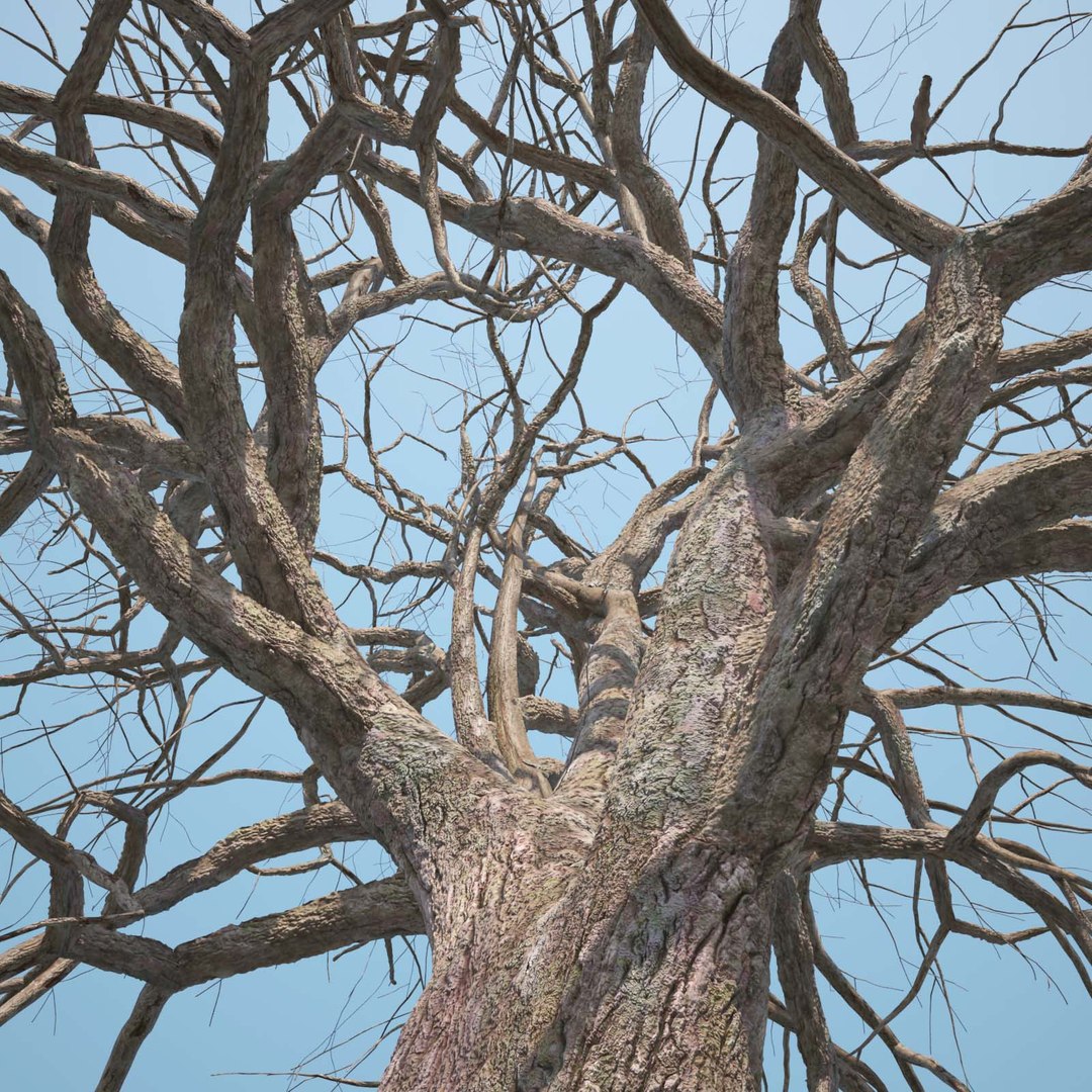 tree chestnut obj https://p.turbosquid.com/ts-thumb/ma/S1n0i2/pphPKWLf/horse_chestnut_23_winter/jpg/1428014411/1920x1080/fit_q87/26377bc1dd5ec9b9052b0bd421b460a992eda5af/horse_chestnut_23_winter.jpg