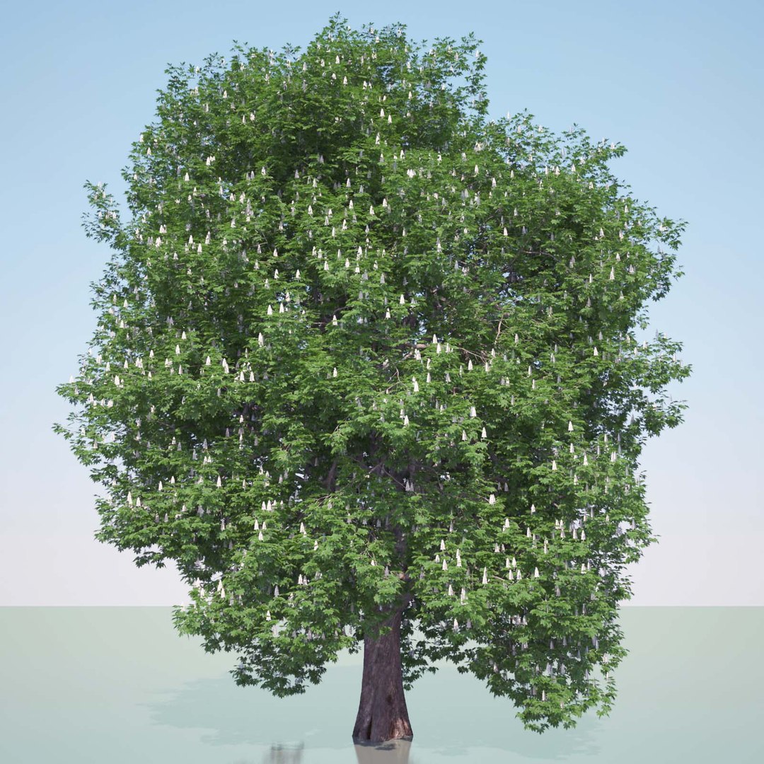 tree chestnut obj https://p.turbosquid.com/ts-thumb/ma/S1n0i2/thGLr5JZ/horse_chestnut_60_spring/jpg/1428014411/1920x1080/fit_q87/680dd070e1622a81e9b25aef5a4158a0da8ae547/horse_chestnut_60_spring.jpg