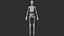 Female Skeleton For Artists