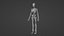 Female Skeleton For Artists