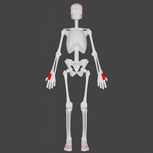 Female Skeleton For Artists 3D model