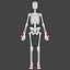 Female Skeleton For Artists