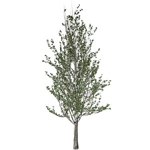 3D Lombardy Poplar Tree - 07 -