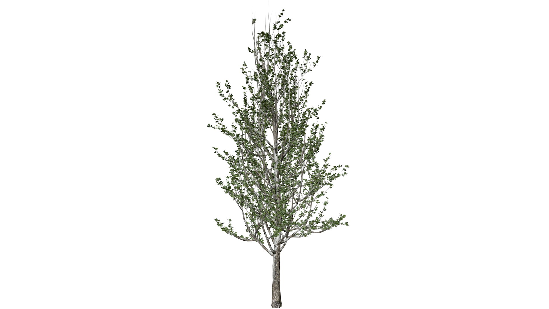 3D Lombardy Poplar Tree Collection Model - TurboSquid 2379025