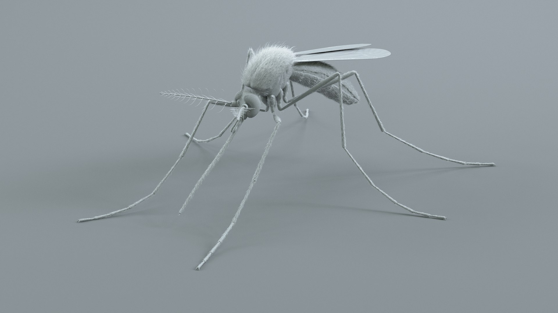 3D Mosquito Xgen https://p.turbosquid.com/ts-thumb/ma/xDnudS/1T/mosquito_static_16/jpg/1744185613/1920x1080/fit_q87/805c21930479c90a525948b9c3bd2f04539ce6e1/mosquito_static_16.jpg