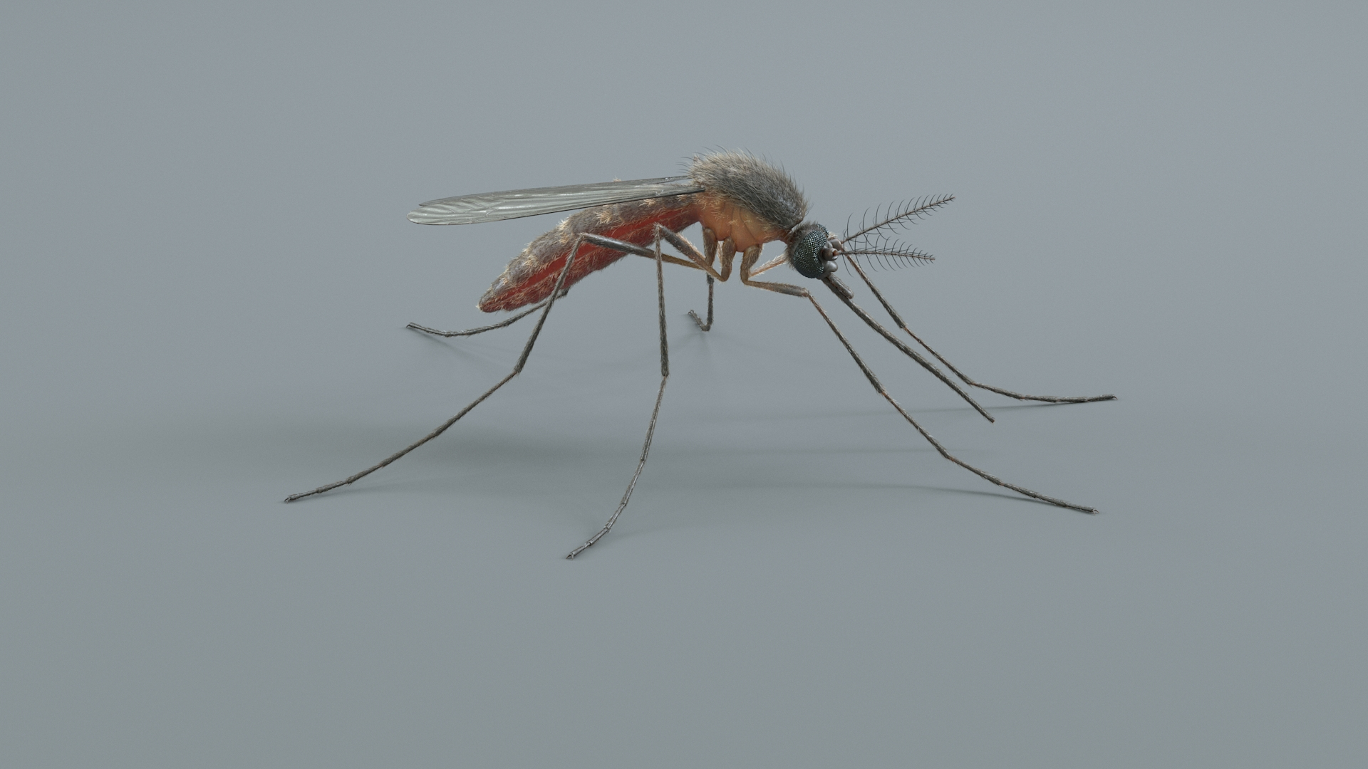 3D Mosquito Xgen https://p.turbosquid.com/ts-thumb/ma/xDnudS/8N/mosquitostatictba/jpg/1744185532/1920x1080/turn_fit_q99/711084e39f62358daba15edcc5962e2da36ff02a/mosquitostatictba-1.jpg