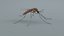 3D Mosquito Xgen