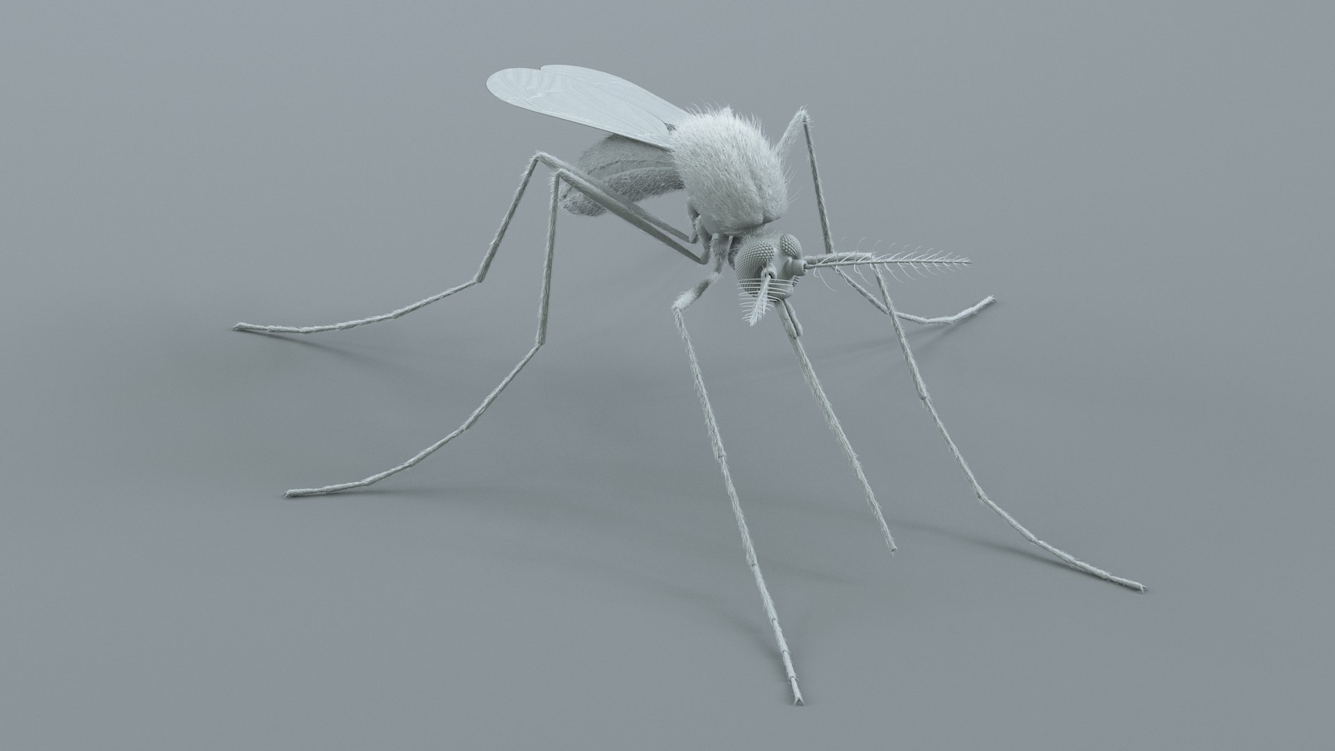 3D Mosquito Xgen https://p.turbosquid.com/ts-thumb/ma/xDnudS/8T/mosquito_static_17/jpg/1744185614/1920x1080/fit_q87/c29da32a847bfdfda214fa60ca60554944e1e834/mosquito_static_17.jpg