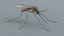 3D Mosquito Xgen