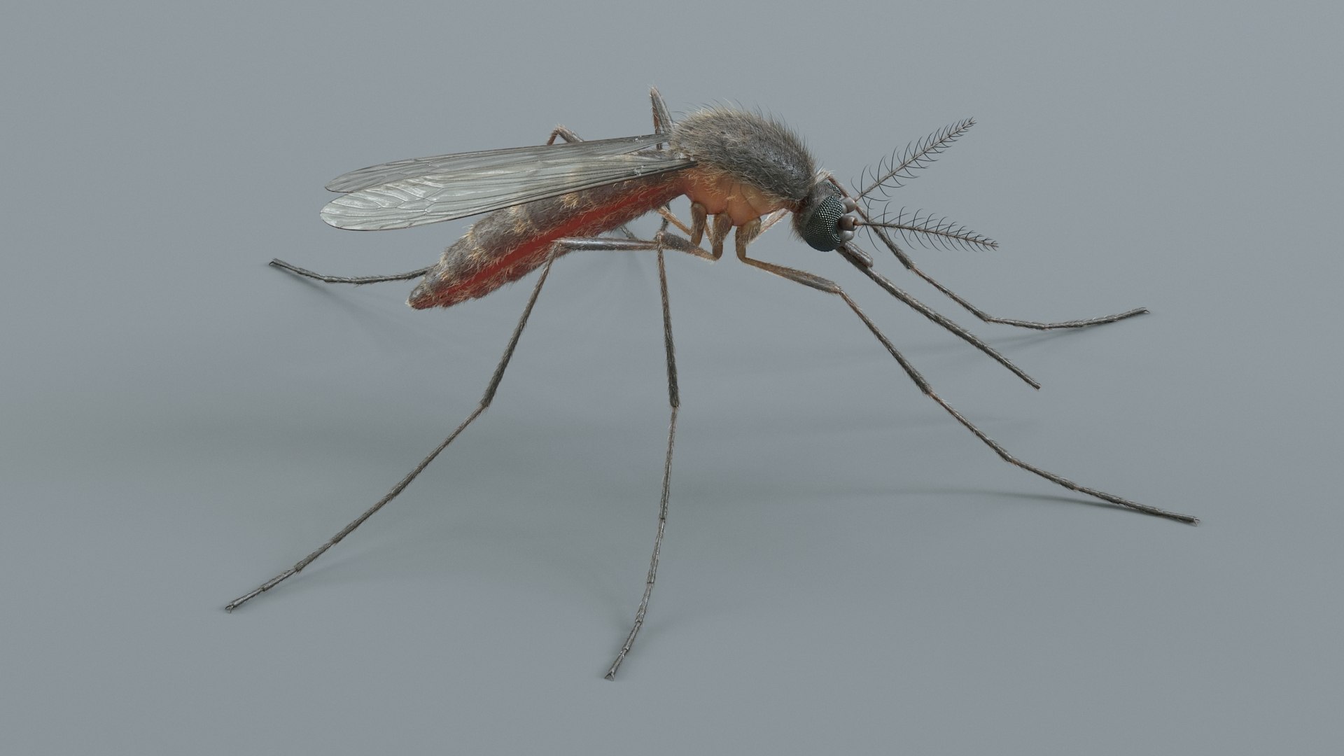3D Mosquito Xgen https://p.turbosquid.com/ts-thumb/ma/xDnudS/Fo/mosquito_static_03/jpg/1744185596/1920x1080/fit_q87/de05868213ccb3a9f751cf6c1da0ce8c2d663e81/mosquito_static_03.jpg