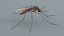 3D Mosquito Xgen