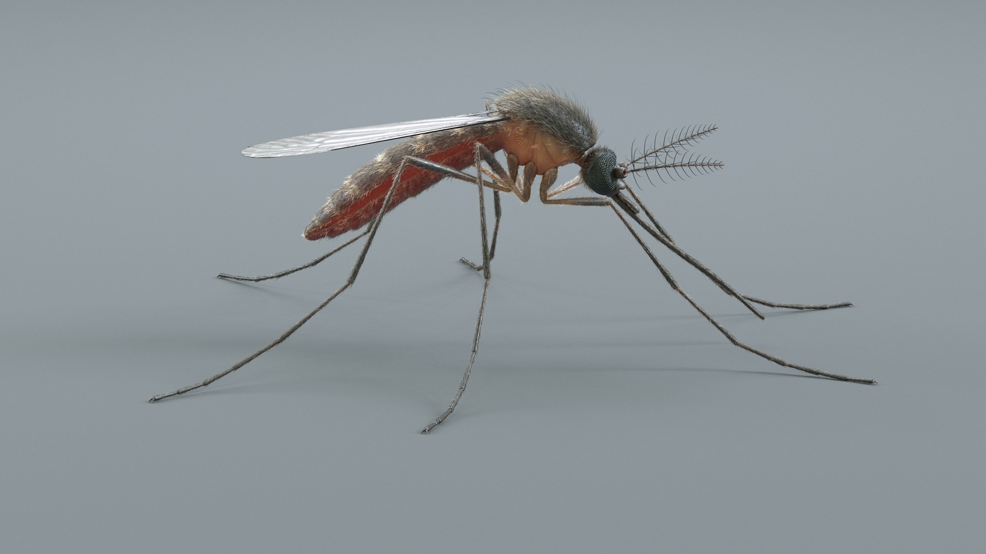 3D Mosquito Xgen https://p.turbosquid.com/ts-thumb/ma/xDnudS/J7/mosquito_static_09/jpg/1744185603/1920x1080/fit_q87/7e283a1258bf16abdd8e21e89d4ab27e2cf5195a/mosquito_static_09.jpg