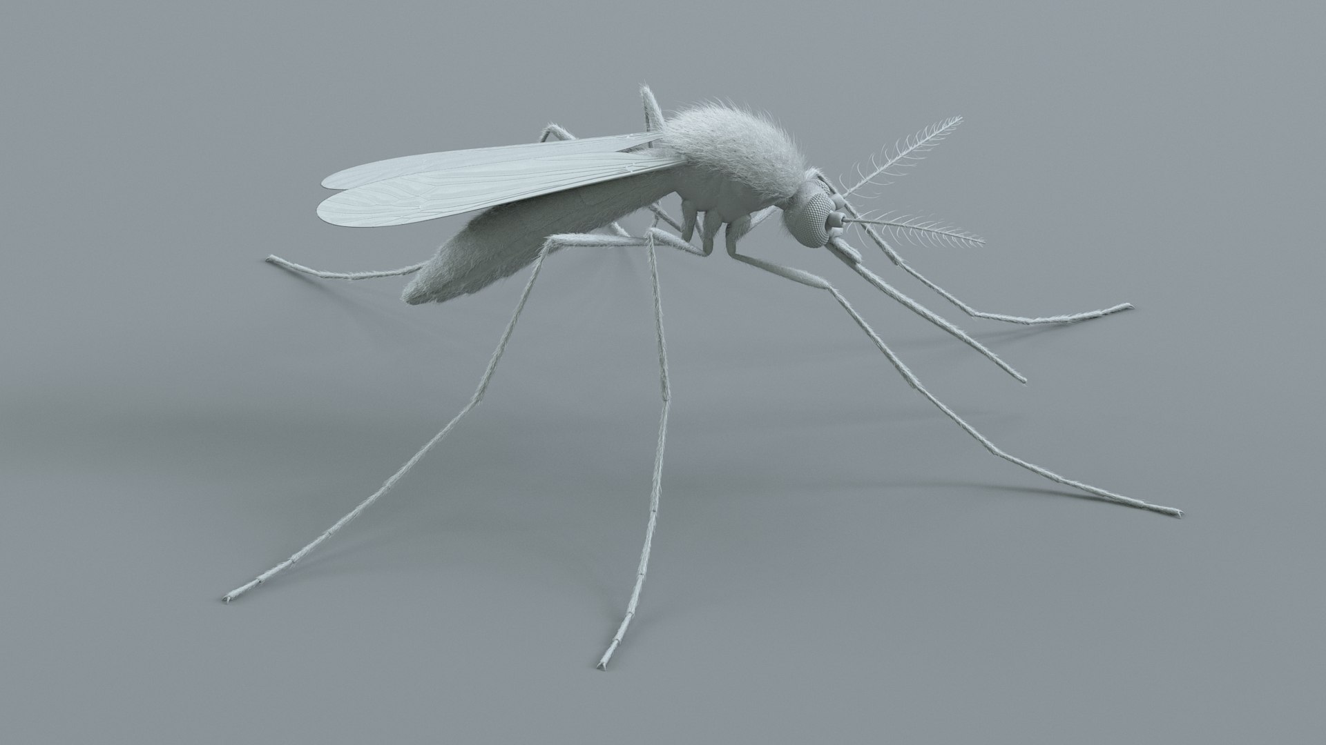 3D Mosquito Xgen https://p.turbosquid.com/ts-thumb/ma/xDnudS/Lv/mosquito_static_12/jpg/1744185606/1920x1080/fit_q87/5baf1109ea0bd8685f5271d891b8048a3fdce889/mosquito_static_12.jpg