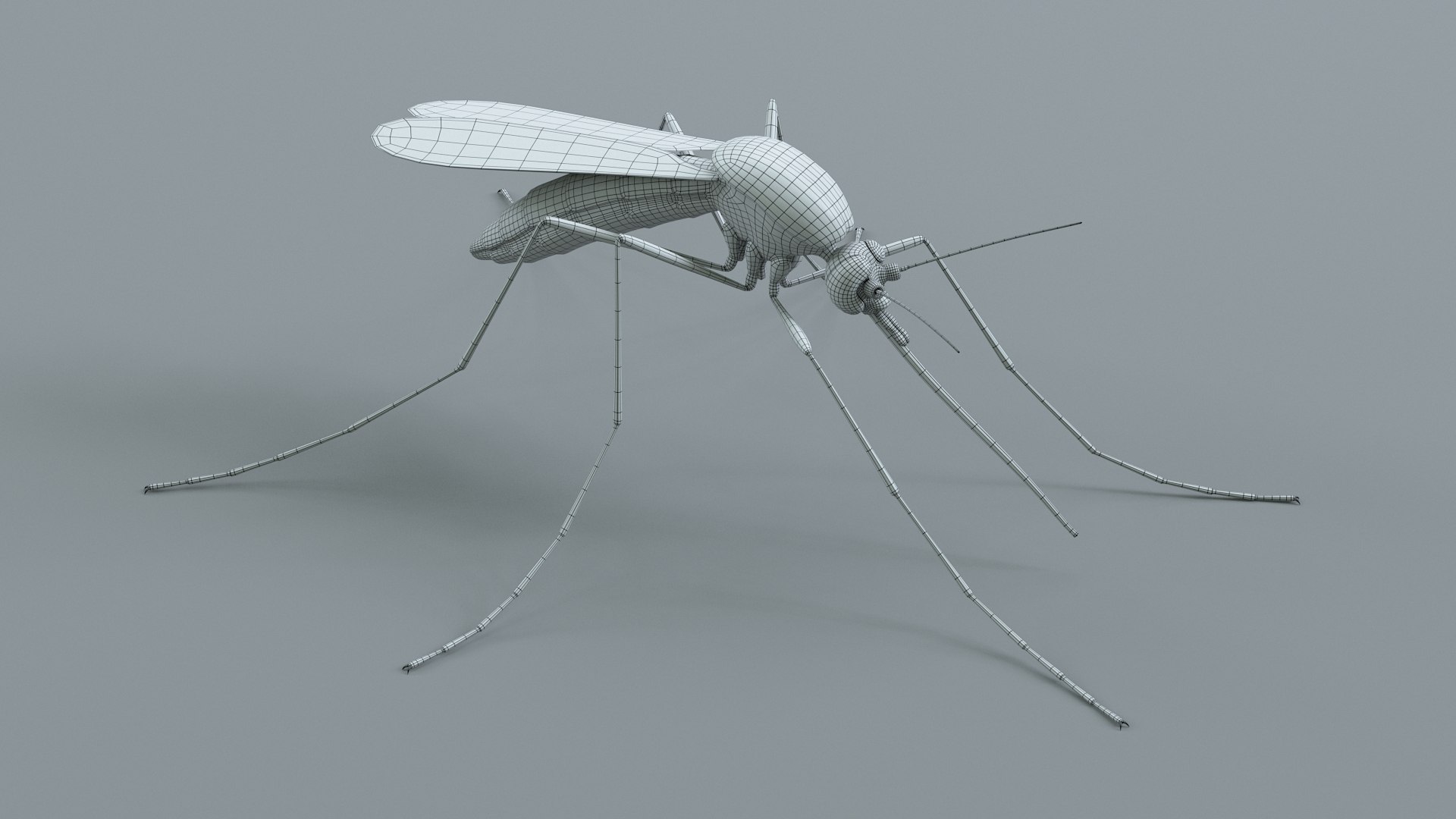 3D Mosquito Xgen https://p.turbosquid.com/ts-thumb/ma/xDnudS/NZ/mosquito_static_20/jpg/1744185617/1920x1080/fit_q87/ad4a2293ddcca5db1e847f3e9c77d03c8cdbf659/mosquito_static_20.jpg