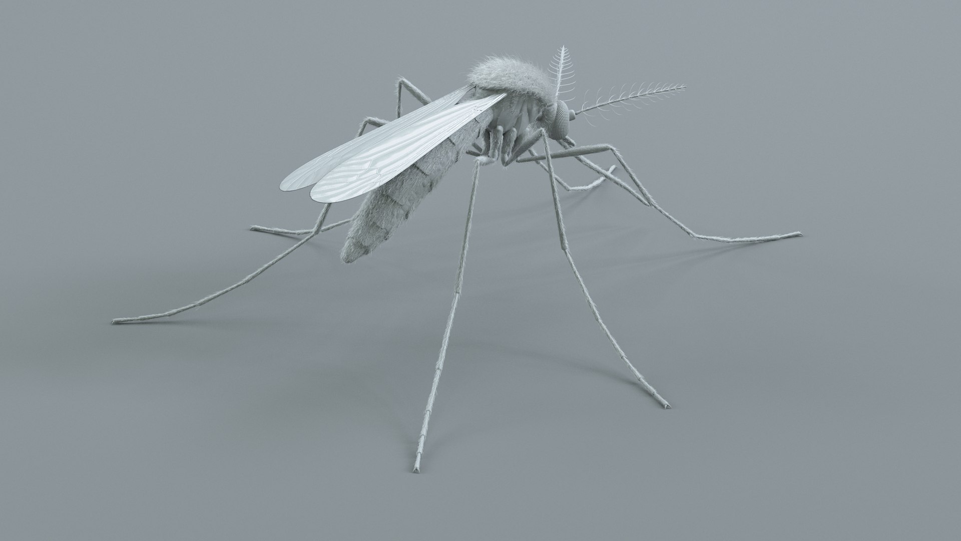 3D Mosquito Xgen https://p.turbosquid.com/ts-thumb/ma/xDnudS/Ro/mosquito_static_13/jpg/1744185609/1920x1080/fit_q87/c76d0377c5ec57903ed00cc8b427721ffc8453c6/mosquito_static_13.jpg