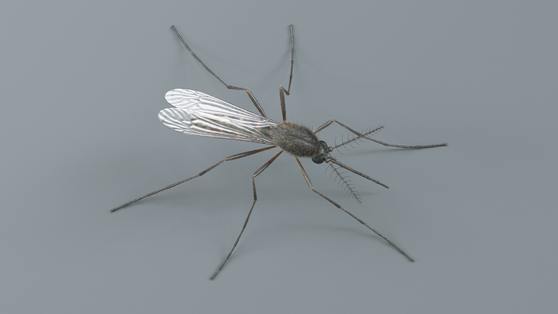 3D Mosquito Xgen https://p.turbosquid.com/ts-thumb/ma/xDnudS/Rx/mosquito_static_10/jpg/1744185606/1920x1080/fit_q87/6f62b5d506d09ca4de61b4973216607fd4327785/mosquito_static_10.jpg