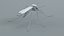 3D Mosquito Xgen