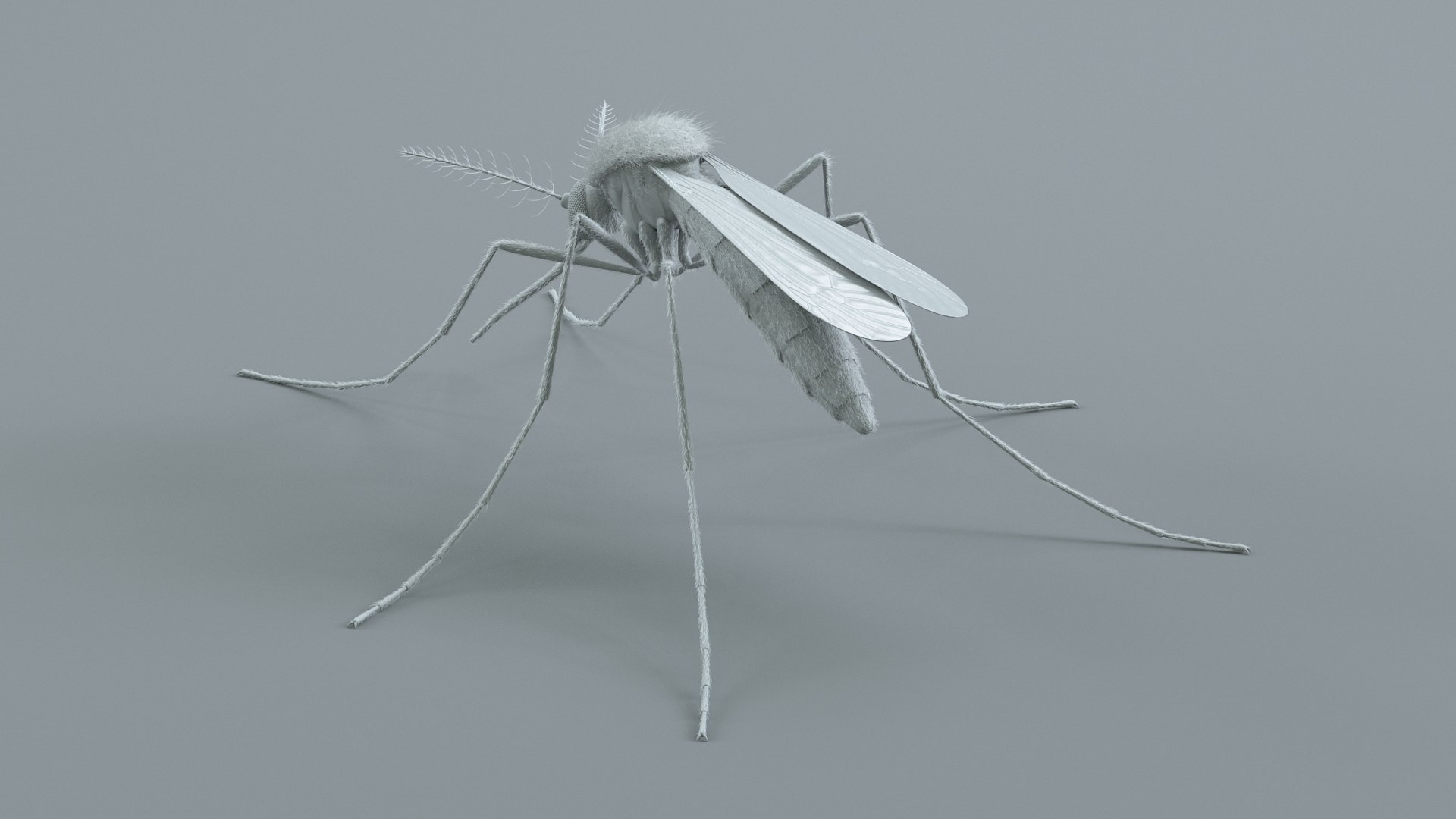 3D Mosquito Xgen https://p.turbosquid.com/ts-thumb/ma/xDnudS/YH/mosquito_static_14/jpg/1744185609/1920x1080/fit_q87/26de47348f7513d43e8da791976ec1b461fc7a0e/mosquito_static_14.jpg