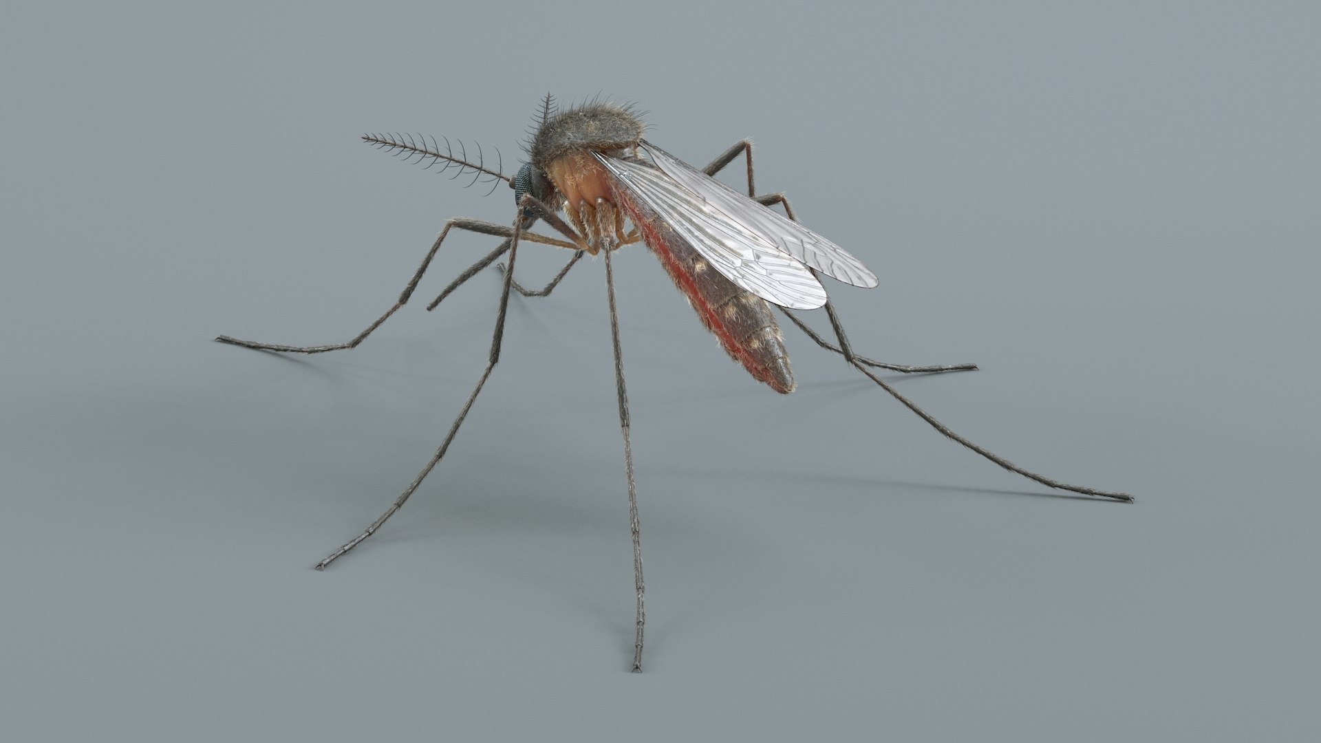 3D Mosquito Xgen https://p.turbosquid.com/ts-thumb/ma/xDnudS/Yo/mosquito_static_05/jpg/1744185598/1920x1080/fit_q87/e3733798f9e600c34caf6c93b4e89660cea34283/mosquito_static_05.jpg