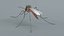 3D Mosquito Xgen