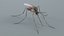 3D Mosquito Xgen