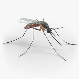 Mosquito Xgen