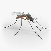Mosquito Xgen