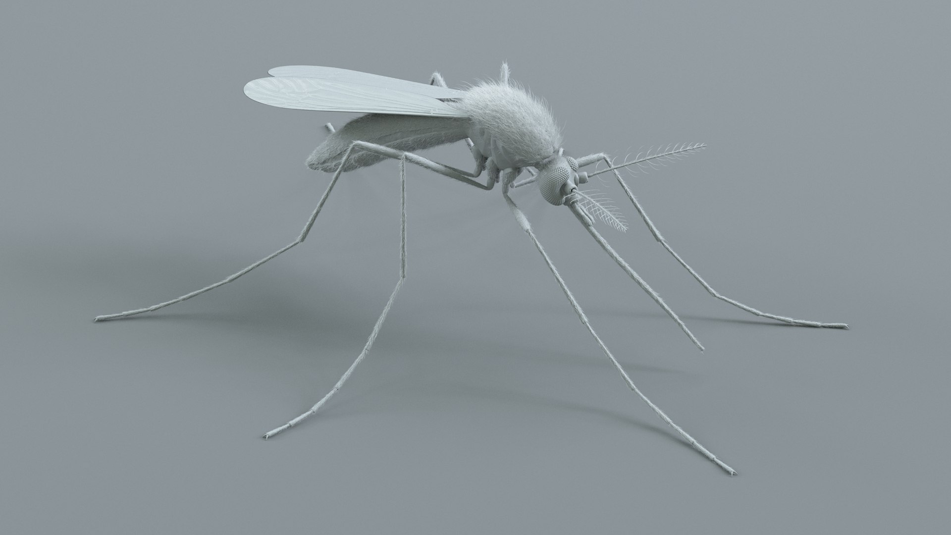3D Mosquito Xgen https://p.turbosquid.com/ts-thumb/ma/xDnudS/fU/mosquito_static_11/jpg/1744185605/1920x1080/fit_q87/a500beffcfcc5cdba54baea2af753898321059c1/mosquito_static_11.jpg