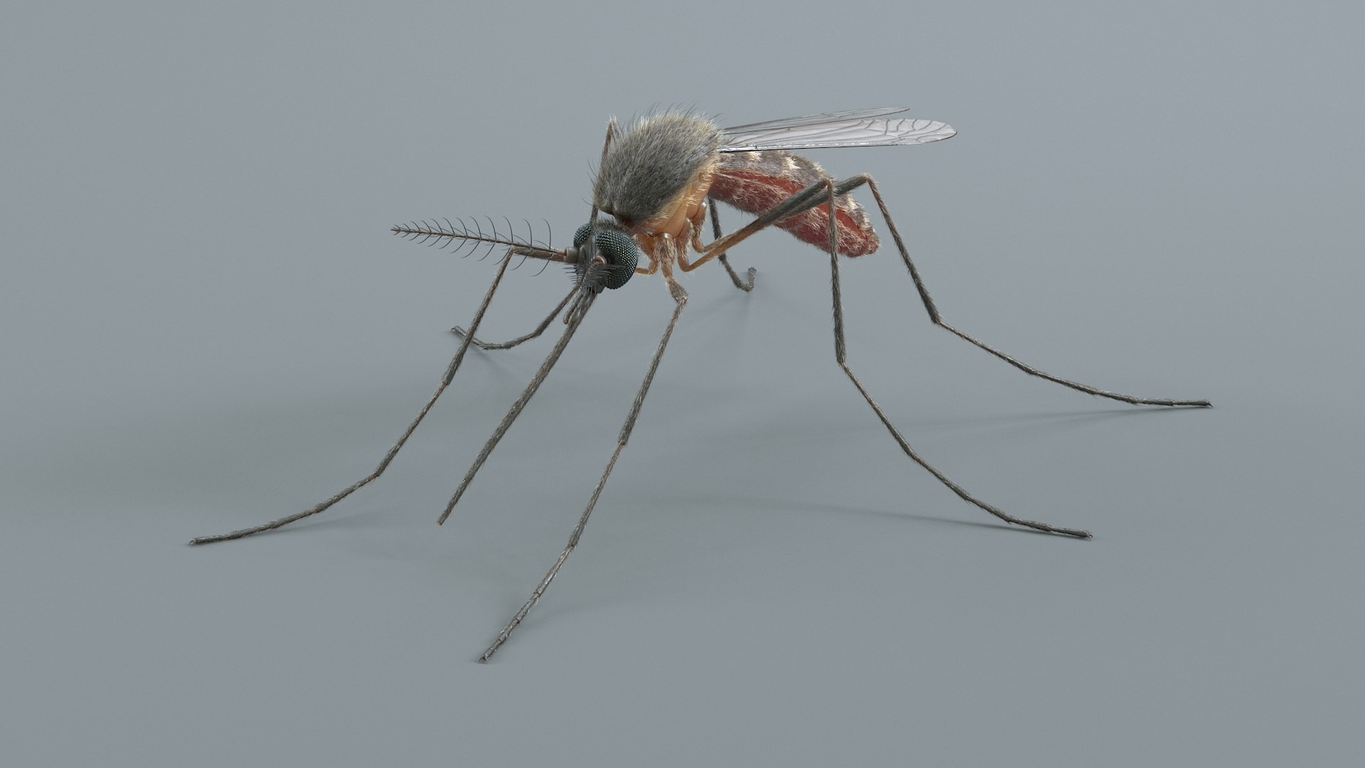 3D Mosquito Xgen https://p.turbosquid.com/ts-thumb/ma/xDnudS/gR/mosquito_static_07/jpg/1744185602/1920x1080/fit_q87/2a1df1bf980e17cd46ca46e80856b07cd25a8faf/mosquito_static_07.jpg