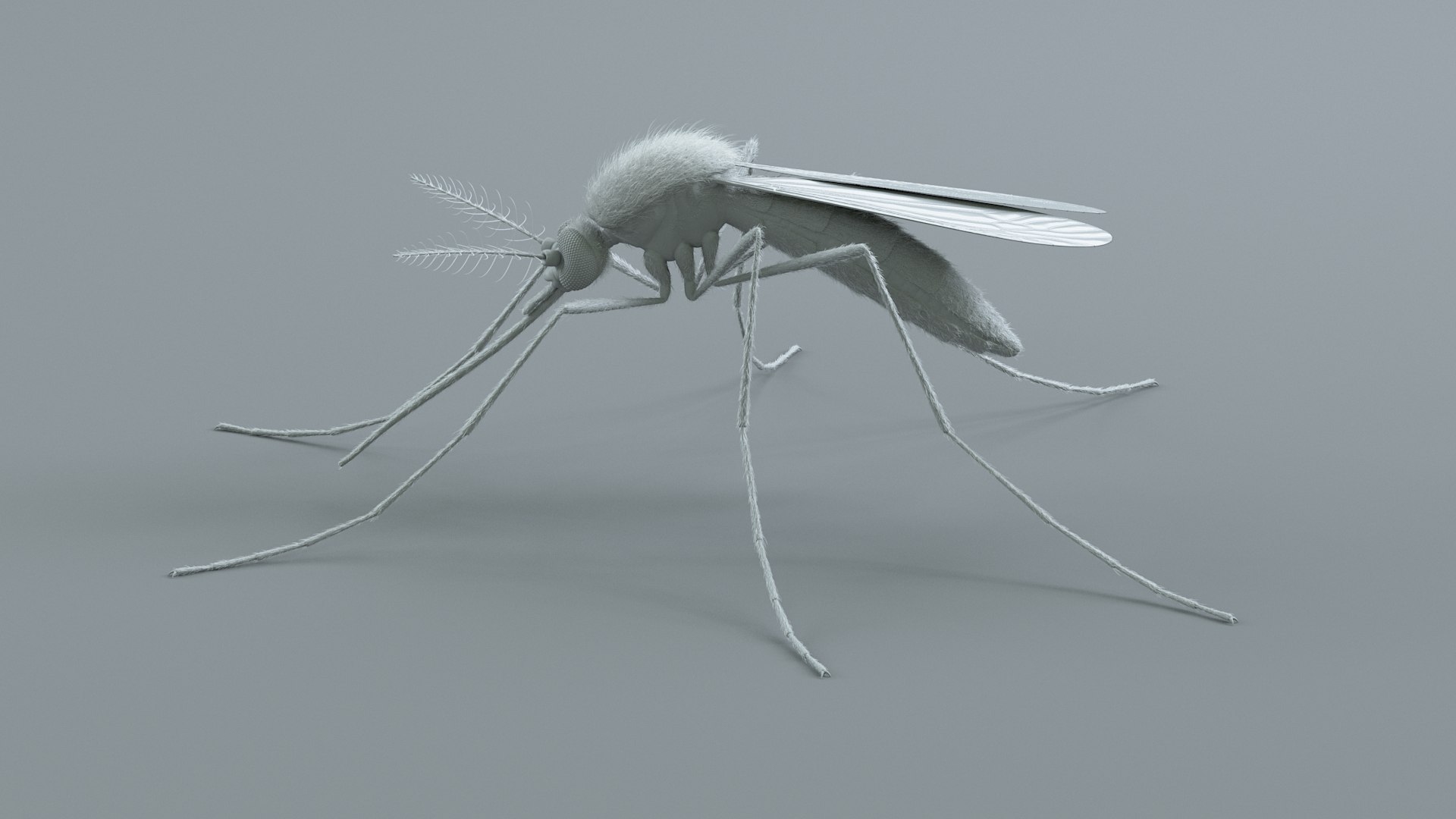 3D Mosquito Xgen https://p.turbosquid.com/ts-thumb/ma/xDnudS/o6/mosquito_static_15/jpg/1744185610/1920x1080/fit_q87/d03919cf6174ed2155e258efb3a3d85bd2d84ef5/mosquito_static_15.jpg