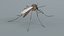 3D Mosquito Xgen