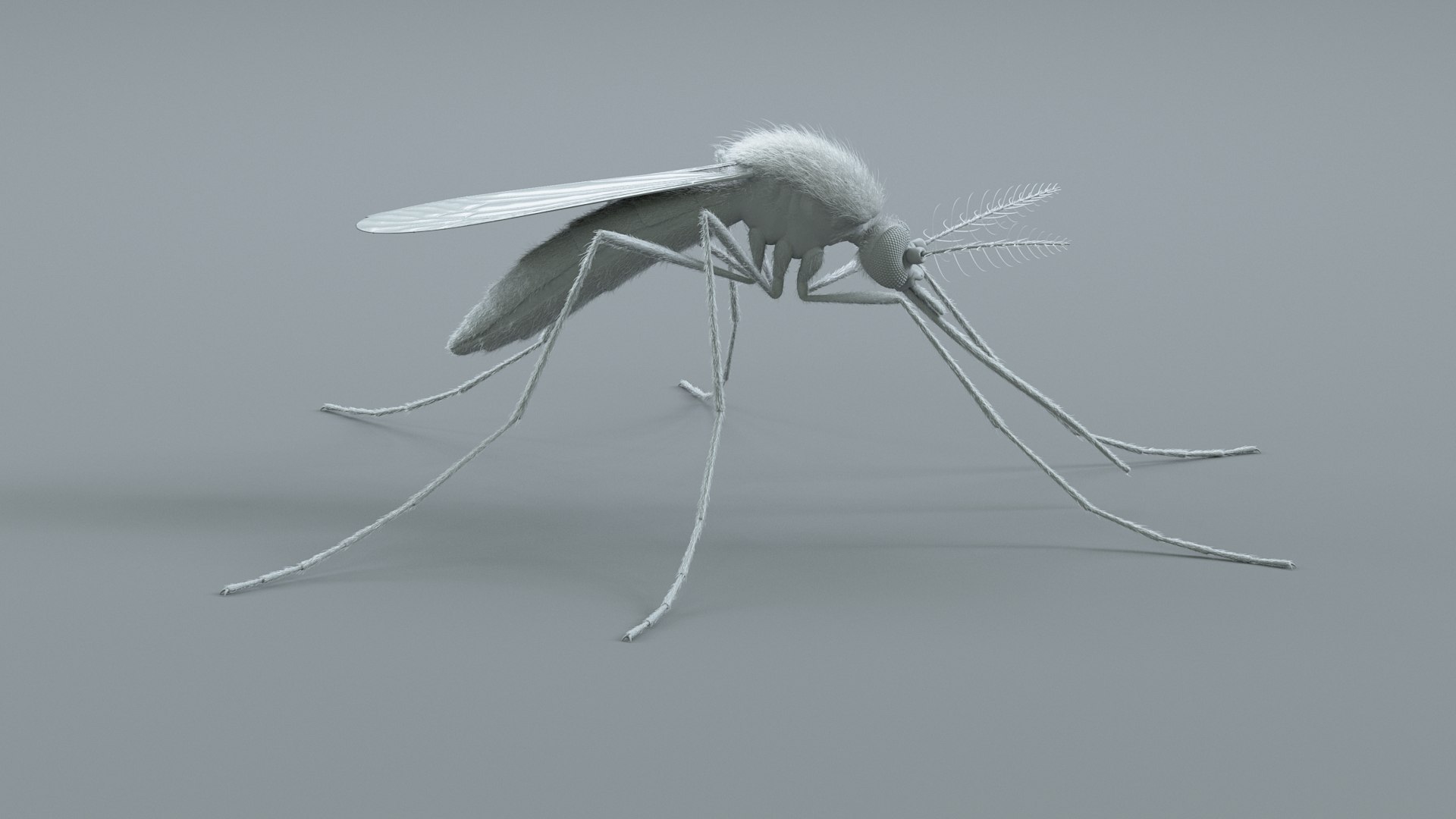 3D Mosquito Xgen https://p.turbosquid.com/ts-thumb/ma/xDnudS/ut/mosquito_static_18/jpg/1744185614/1920x1080/fit_q87/a7ebe2f29f3b0a841b37f15c9d83f502fb144bad/mosquito_static_18.jpg