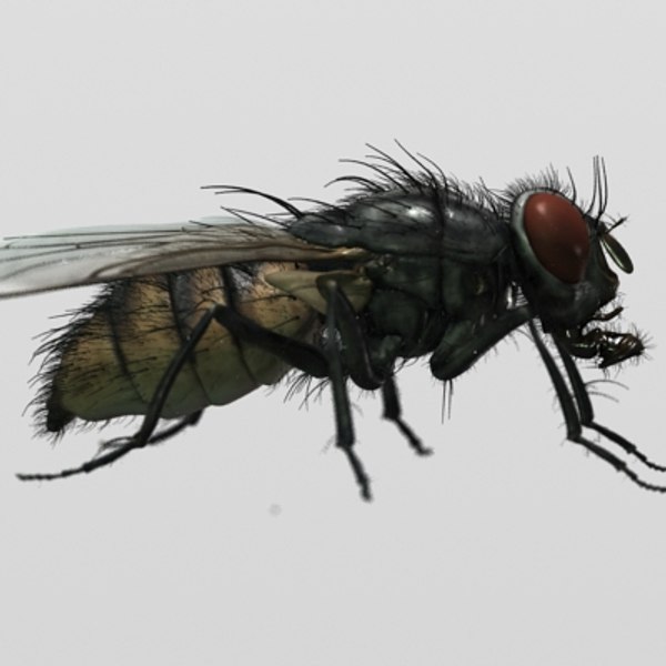 3d photorealistic housefly model